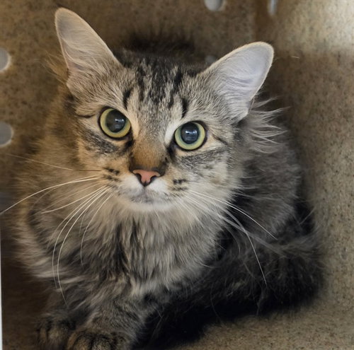 TIFFANY, an adoptable Domestic Long Hair in Anchorage, AK