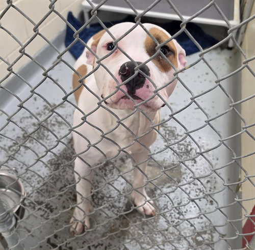 ANGUS, an adoptable Pit Bull Terrier in Anchorage, AK