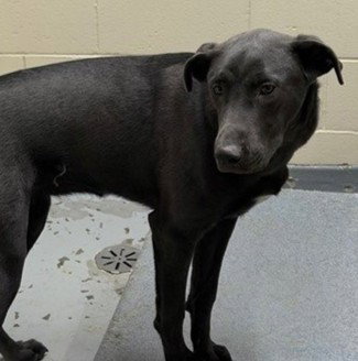 SAMMY, an adoptable Labrador Retriever in Anchorage, AK