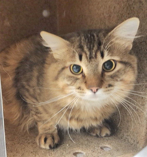 PATRICK, an adoptable Domestic Long Hair in Anchorage, AK
