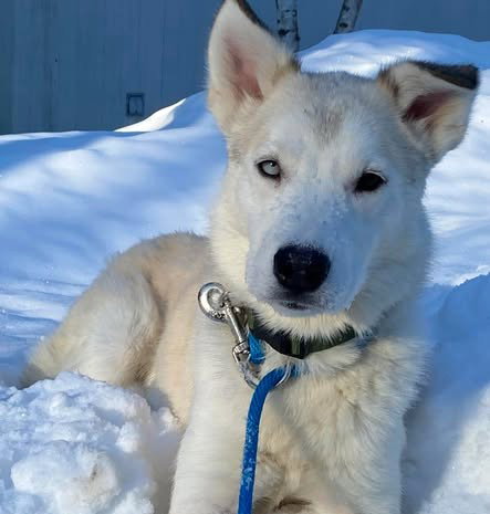 PEBBLES, an adoptable Husky in Anchorage, AK