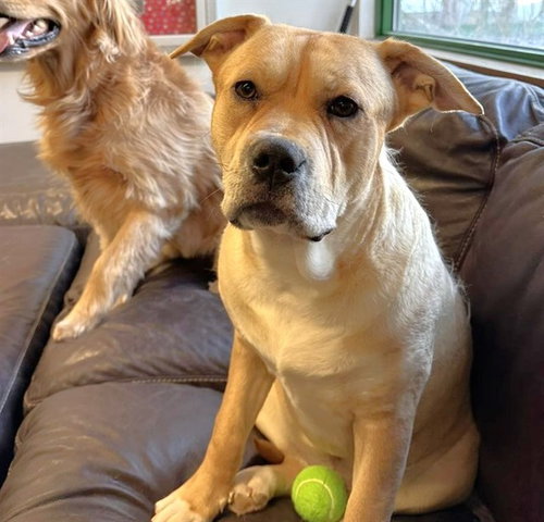 EEYORE, an adoptable Labrador Retriever in Anchorage, AK