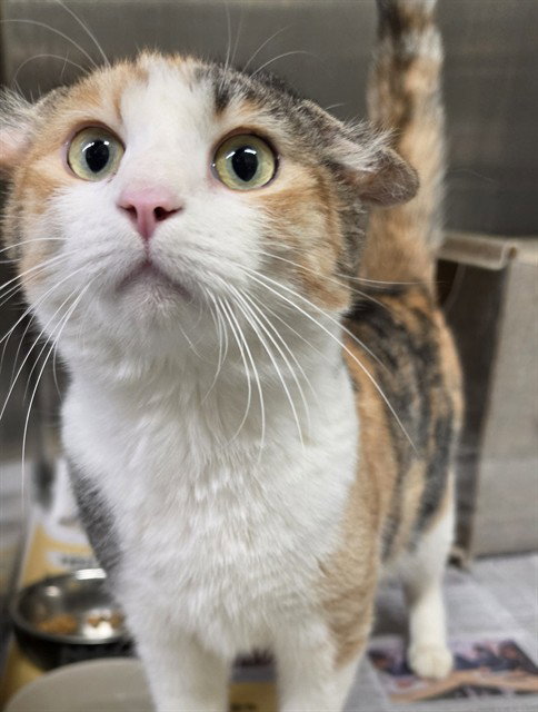 picture of the cat needing adoption