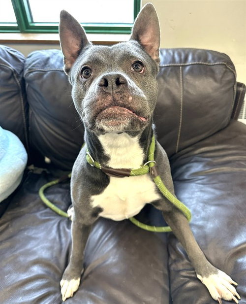 picture of the dog needing adoption