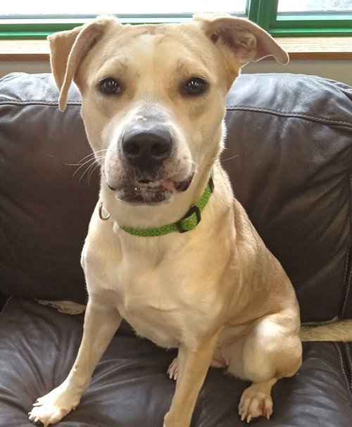 picture of the dog needing adoption