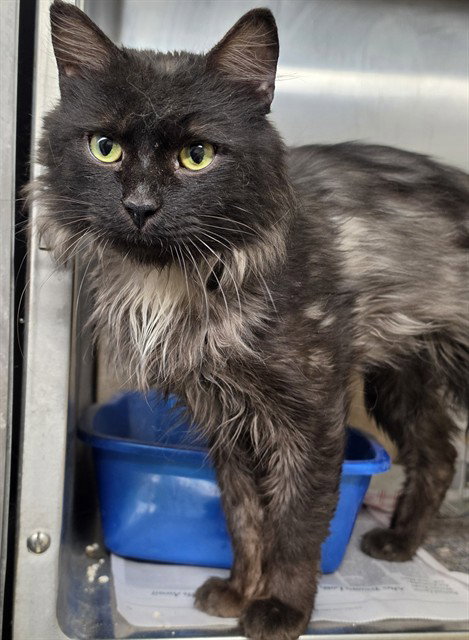picture of the cat needing adoption