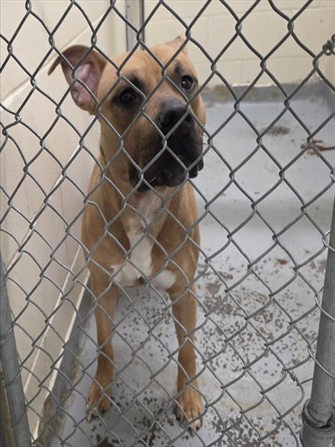 picture of the dog needing adoption