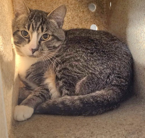 picture of the cat needing adoption