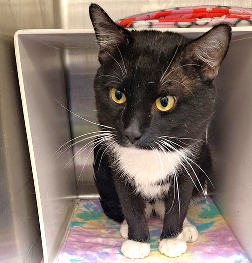 picture of the cat needing adoption