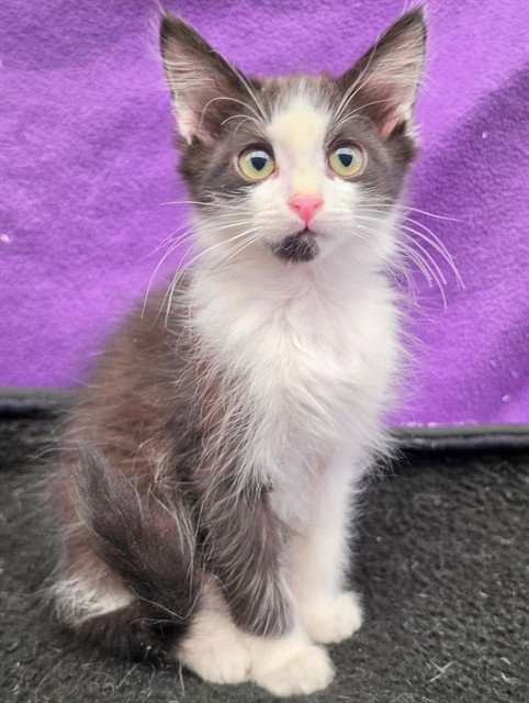 picture of the cat needing adoption