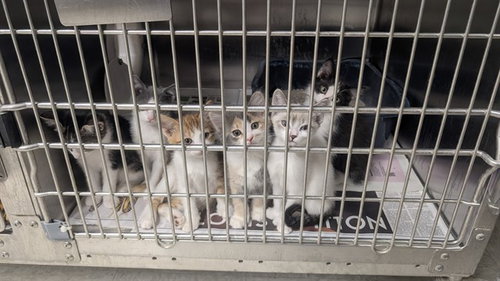 picture of the cat needing adoption