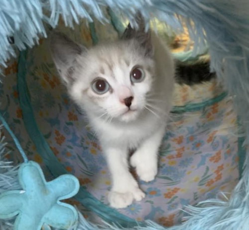 picture of the cat needing adoption