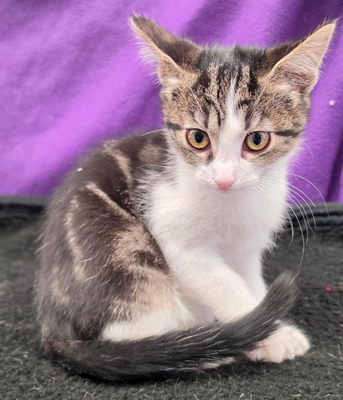 picture of the cat needing adoption