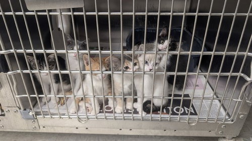 picture of the cat needing adoption