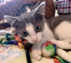picture of the cat needing adoption