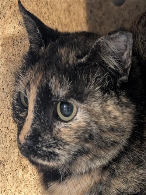 BELLINI, an adoptable Domestic Short Hair in Anchorage, AK