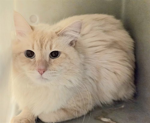 FLARE, an adoptable Domestic Medium Hair in Anchorage, AK