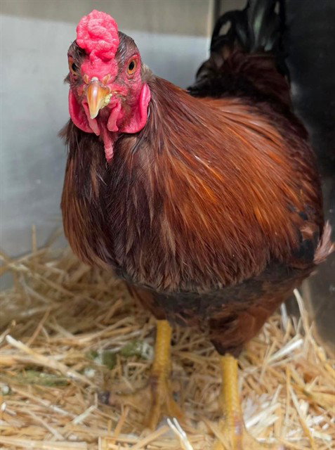 BENEDICT FEATHERBATCH Image