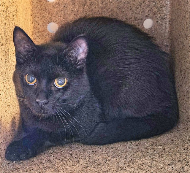 ZIGGY Image
