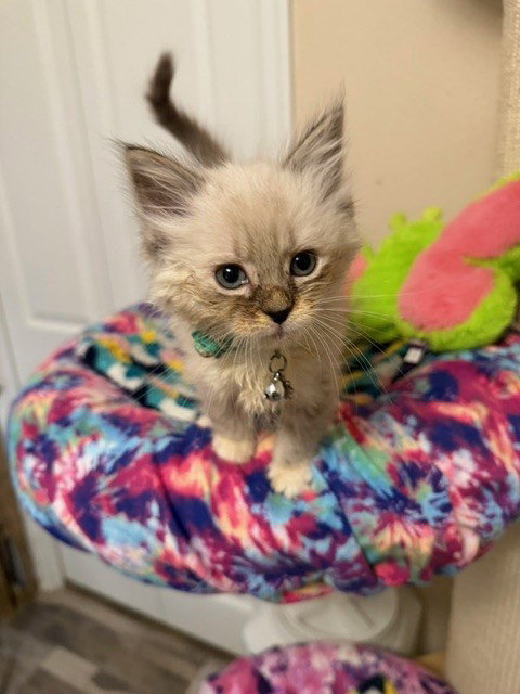 MERINGUE, an adoptable Domestic Medium Hair in Anchorage, AK