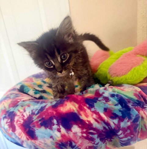 CUPCAKE, an adoptable Domestic Medium Hair in Anchorage, AK