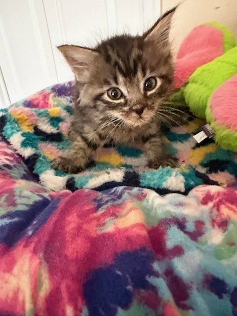 CONFETTI, an adoptable Domestic Medium Hair in Anchorage, AK