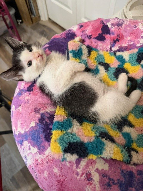 DANDY, an adoptable Domestic Medium Hair in Anchorage, AK