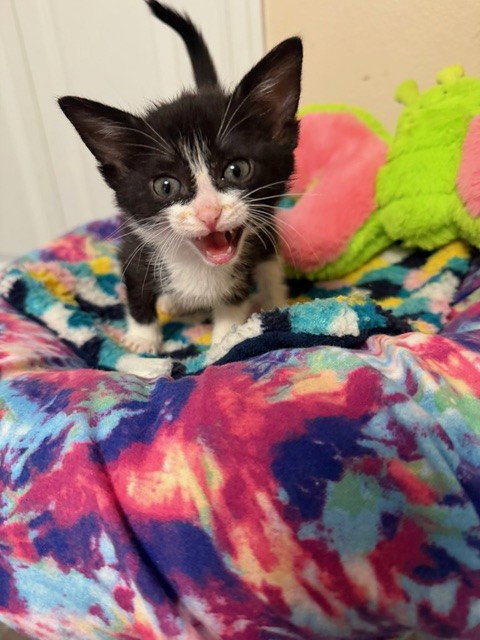 TULIP, an adoptable Domestic Medium Hair in Anchorage, AK