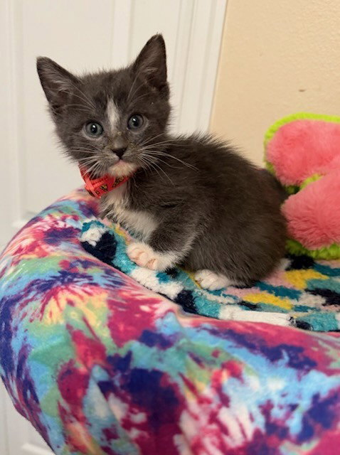 DAFFODIL, an adoptable Domestic Medium Hair in Anchorage, AK
