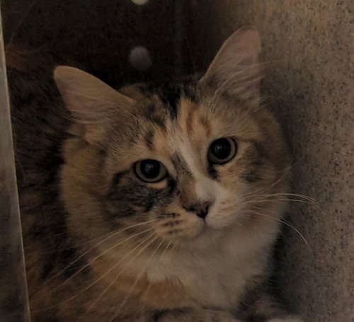 LUCY, an adoptable Domestic Medium Hair in Anchorage, AK