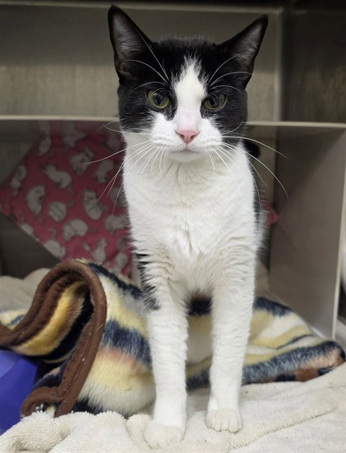 MARGARITA, an adoptable Domestic Short Hair in Anchorage, AK