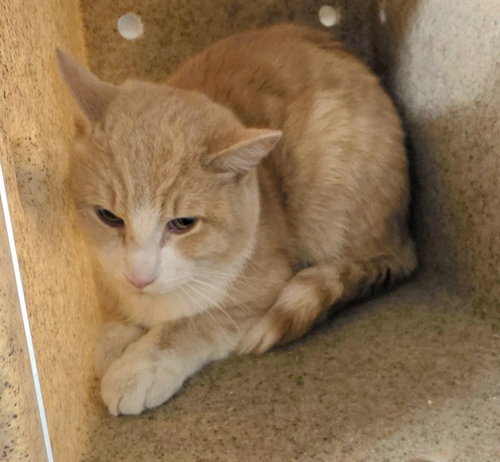DAGWOOD, an adoptable Domestic Long Hair in Anchorage, AK
