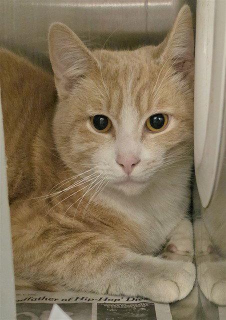 ARCHIE, an adoptable Domestic Medium Hair in Anchorage, AK