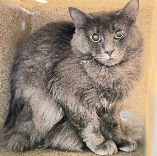 DOONESBURY - Domestic Medium Hair for adoption in Anchorage