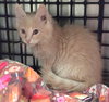 PADME - Photo 1