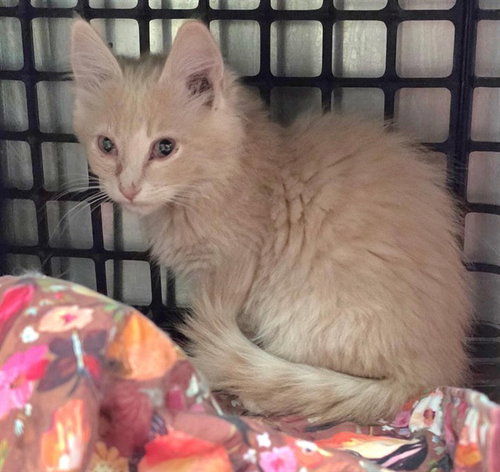 PADME - Domestic Medium Hair available for adoption