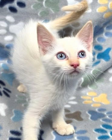 CHEWBACCA - Domestic Medium Hair available for adoption