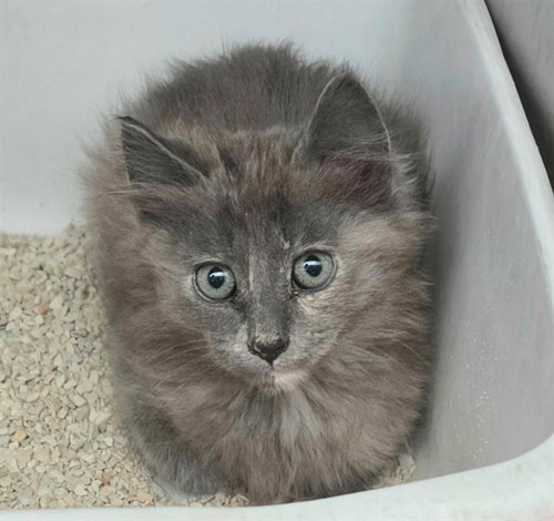 C3PO - Domestic Medium Hair available for adoption