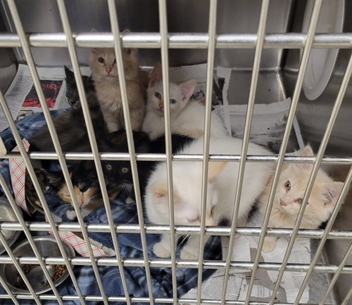 ROSE TICO - Domestic Short Hair available for adoption