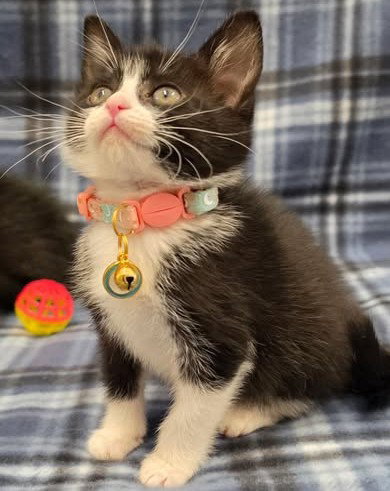 PEEP - Domestic Medium Hair available for adoption