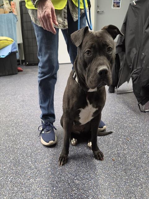 LUNA, an adoptable Pit Bull Terrier in Anchorage, AK
