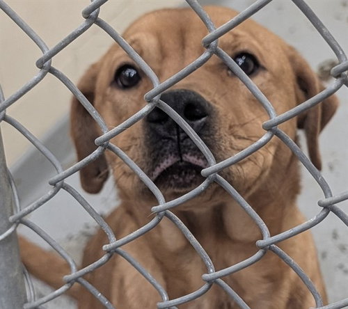 MARLEY, an adoptable Labrador Retriever in Anchorage, AK
