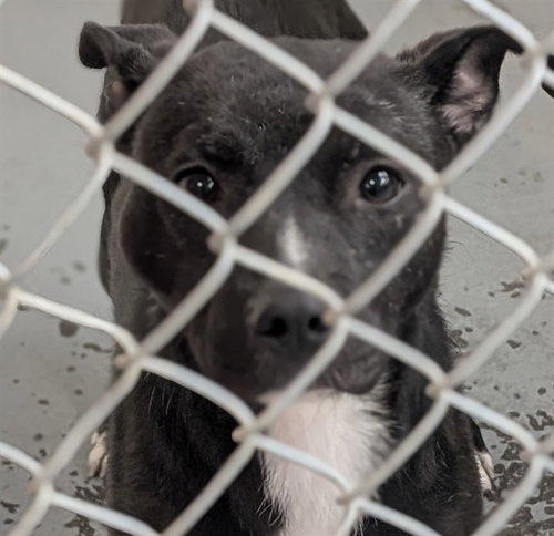 NACHO, an adoptable Pit Bull Terrier in Anchorage, AK
