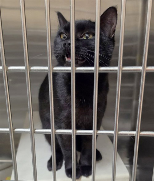 BURRITO - Domestic Short Hair available for adoption
