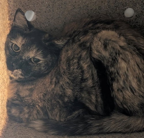 PEANUT BUTTER, an adoptable Domestic Short Hair in Anchorage, AK