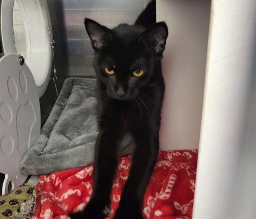 FRANKIE, an adoptable Domestic Short Hair in Anchorage, AK