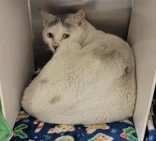 BUTTERSCOTCH, an adoptable Domestic Short Hair in Anchorage, AK