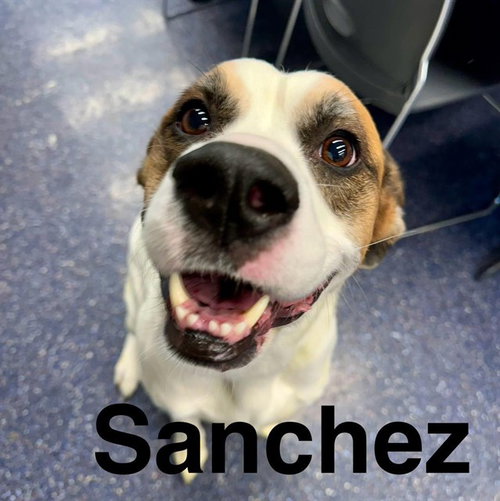 SANCHEZ, an adoptable Labrador Retriever in Anchorage, AK