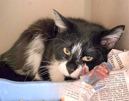 JESSIE, Adult Domestic Medium Hair / Mixed (medium coat), cat for adoption in Anchorage, Alaska
