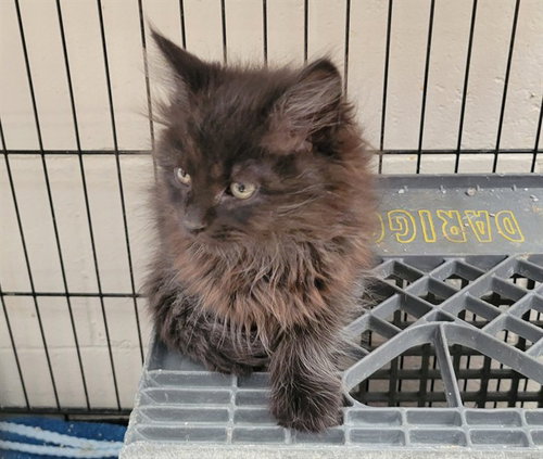 KNUCKLES, an adoptable Domestic Short Hair in Anchorage, AK